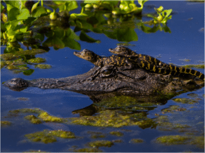 alligators