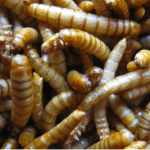 QFocus is a pic of worms